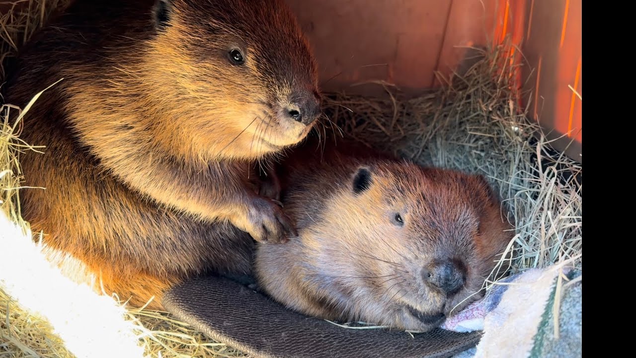 Happy Giant Rodent Day