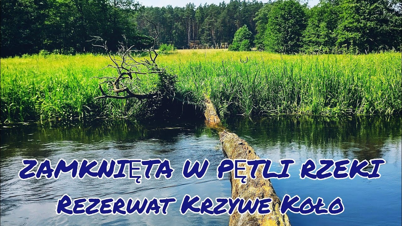 ZAMKNIĘTA W PĘTLI RZEKI- Rezerwat Krzywe Koło