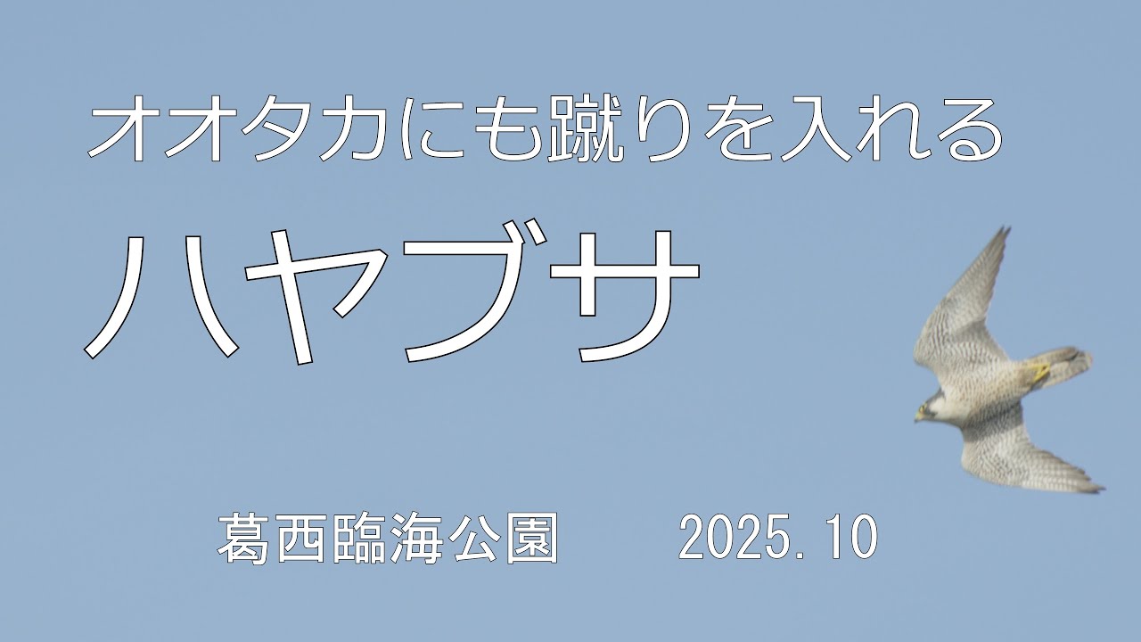 オオタカワカに蹴りを入れたのは、こちらのハヤブサです　葛西臨海公園　2025.10