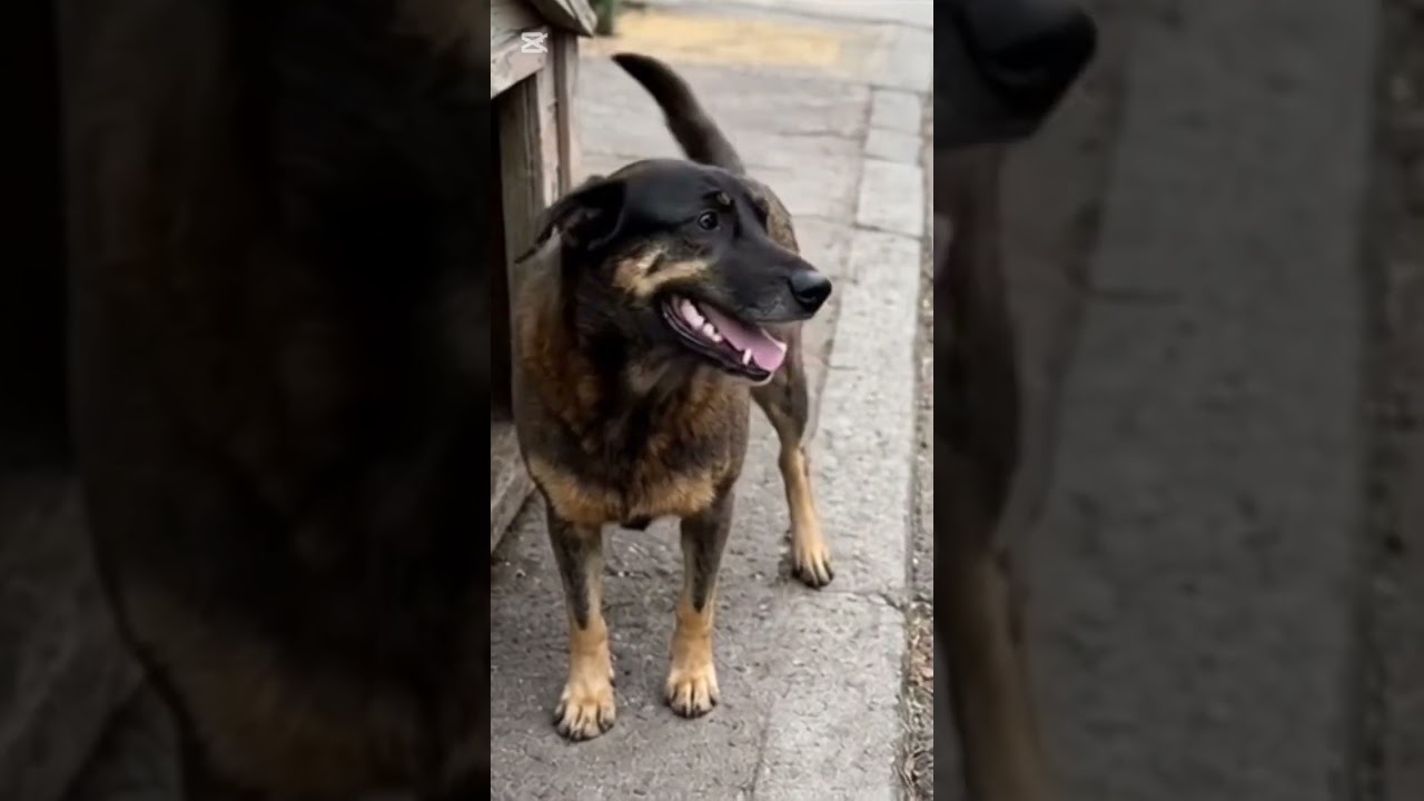 ORELHAS O cãozinho mais feliz a correr na praia! 🌊🐶💨