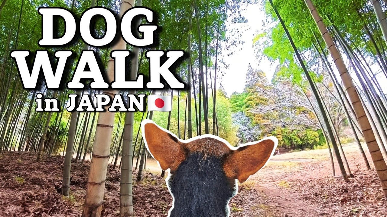 Dog POV Walking in Japan │Relaxing Nature Walk 🐕️🌿