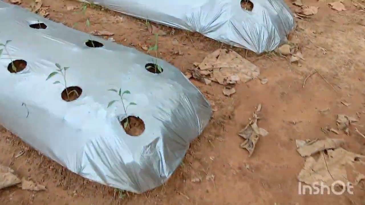 Update perkembangan Tanaman tumpangsari cabai dan alpukat
