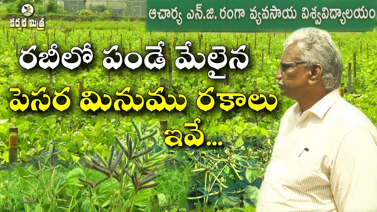 ఈ మినుము పెసర రకాలతో రబీ సాగులో విజయం || ఎకరాకు దిగుబడి 8 నుండి 12 క్వింటాళ్లు || Karshaka Mitra