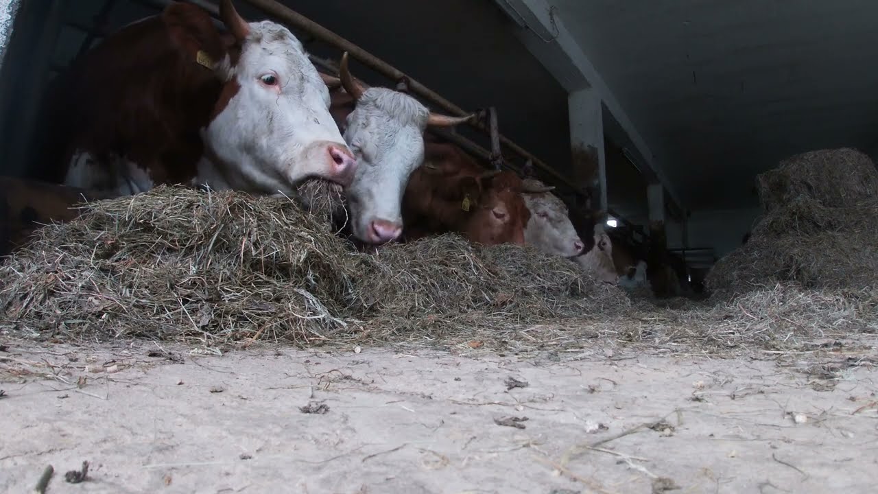 A Day On The Small Farm #4