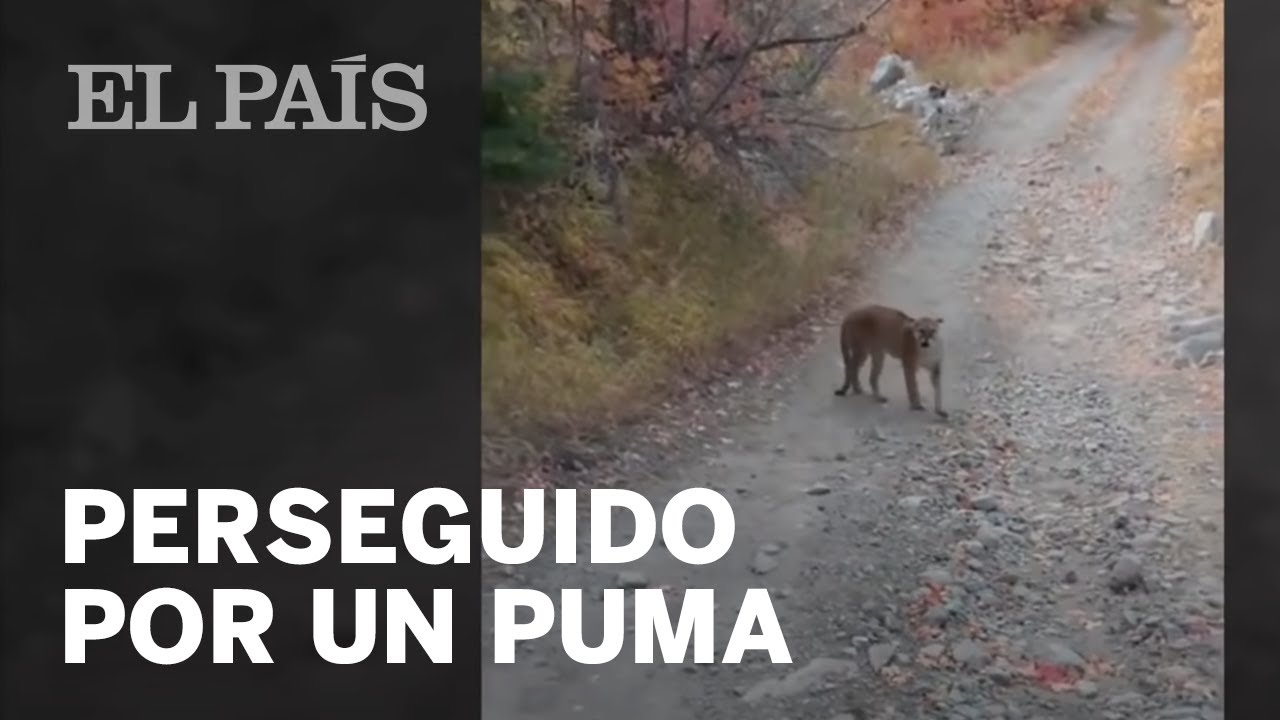 Senderista es sorprendido por un PUMA