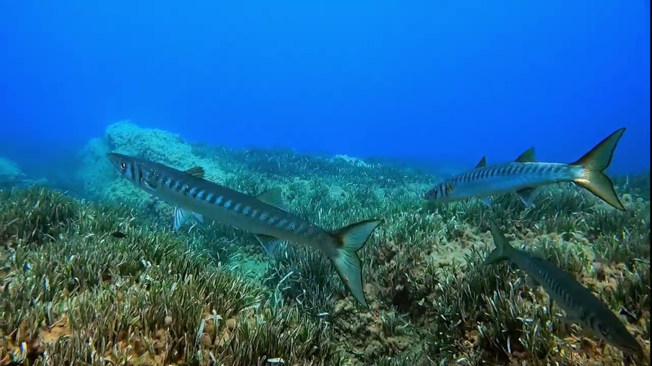 Buceo en Carboneras (Almería)