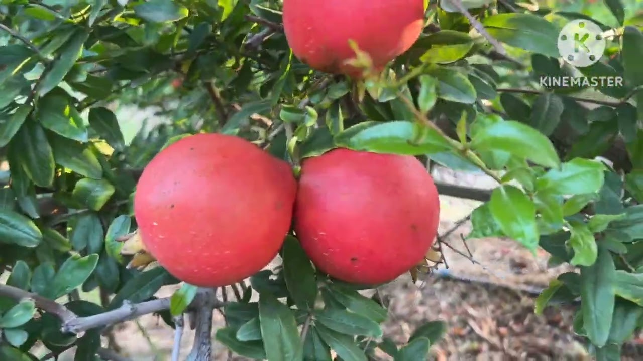 Harvesting in pomegranate ( Ramjibhai , Aniyari )