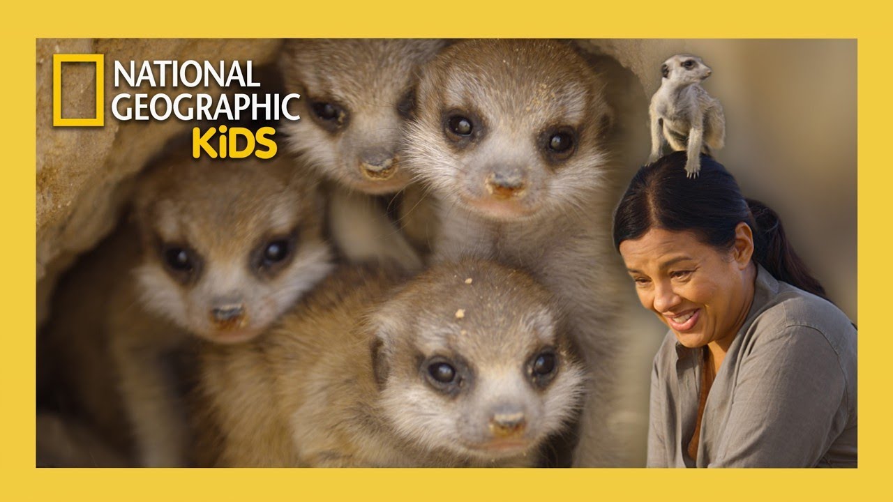 Hakuna Matata! with Meerkats and More! | Animal Genius with Liz Bonnin Full Episode | @natgeokids