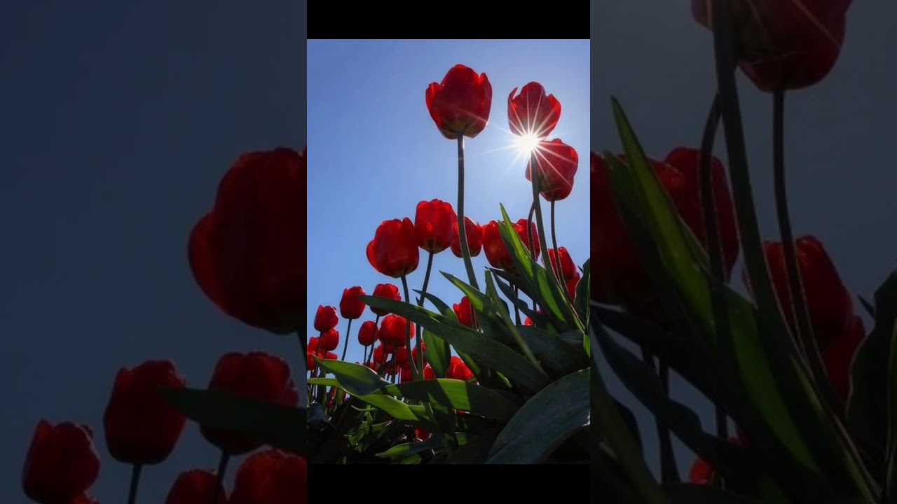 Most❤️ Beautiful Red+ pink Tulip wallpaper, Red & Pink ❤️Tulip Garden,❤️ Emperor of Red,pink Tulip