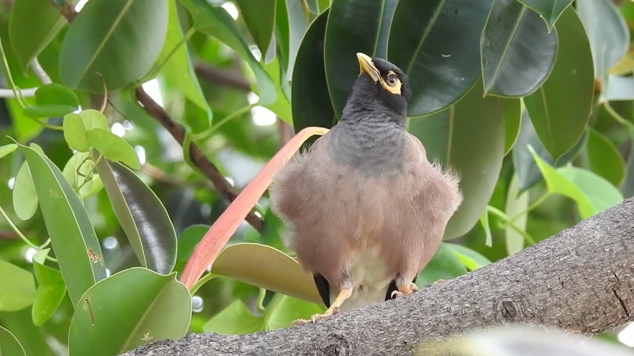 MYNAH TALKING BIRD IN POONCH ,   मैना  की आवाज  MAINA लाली पक्षी TALKING COMMON  MYNAH , GOTARI BIRD