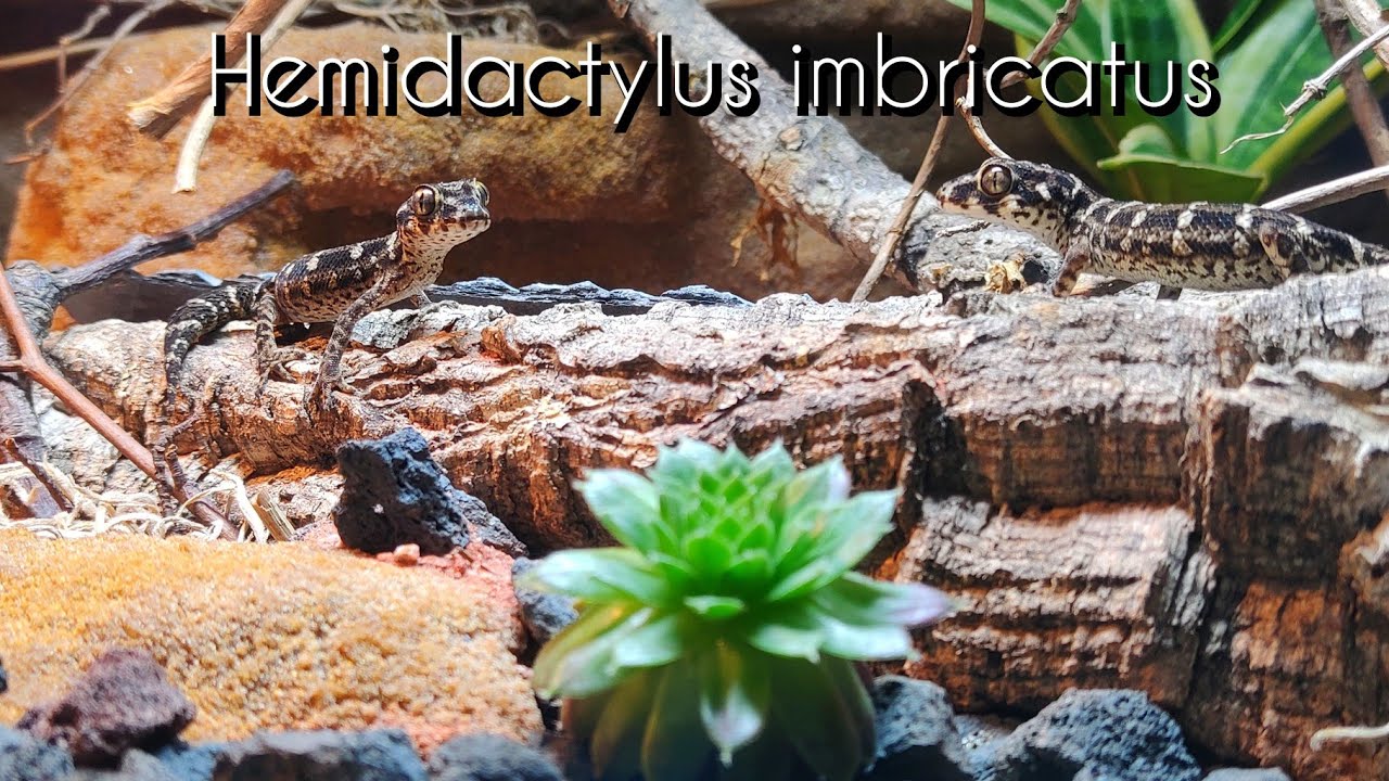 Hemidactylus imbricatus - Der Viperngecko und sein Terrarium