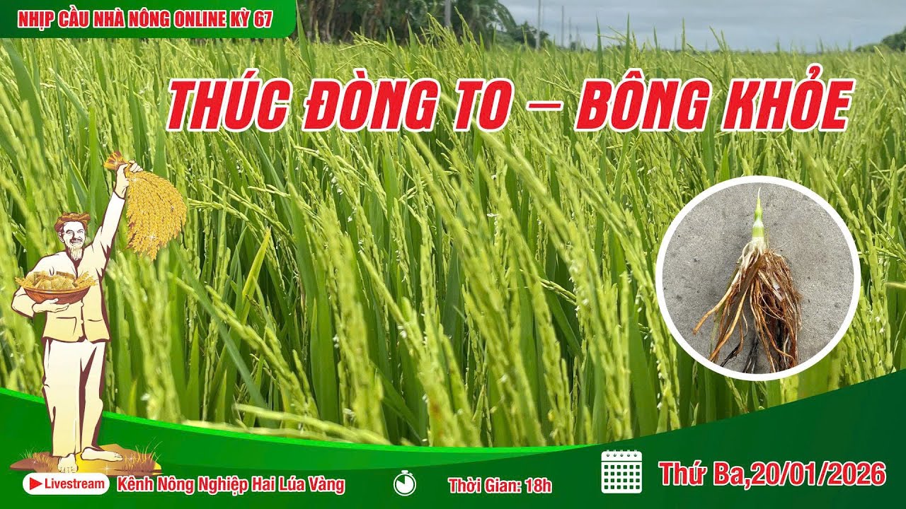 LIVESTREAM NHỊP CẦU NHÀ NÔNG KỲ 67: THÚC ĐÒNG TO – BÔNG KHỎE