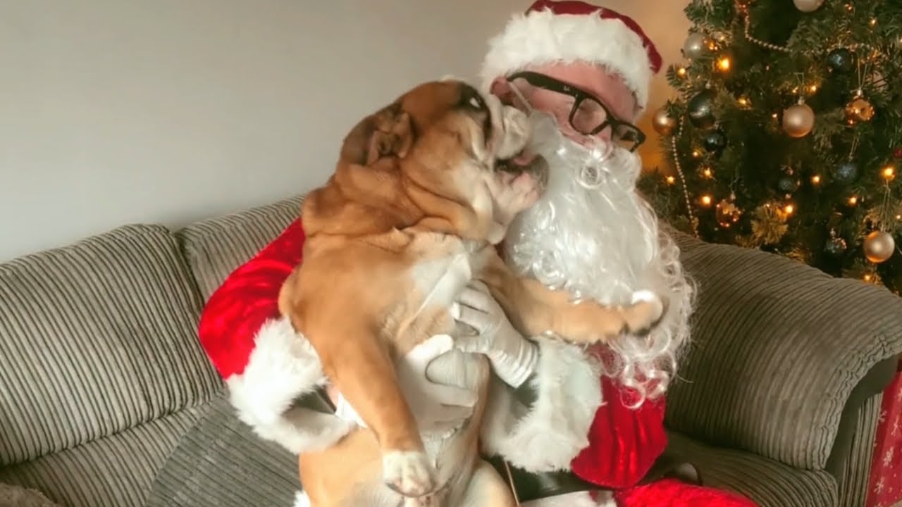 Санта против бульдогов — Пабло получает подарки, Диего выбирает насилие 🎅🐶