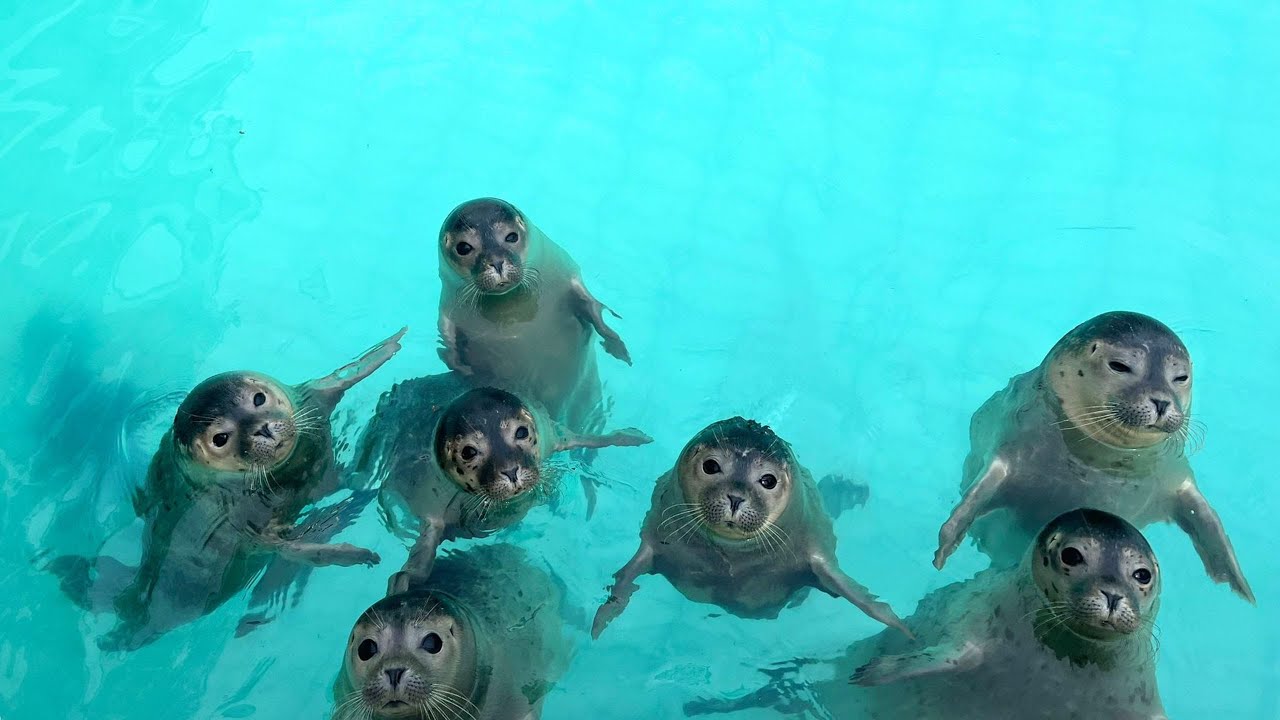 Seals live | Phase 3 @ WEC Lauwersoog, Netherlands (Stichting Zeehondencentrum Pieterburen)