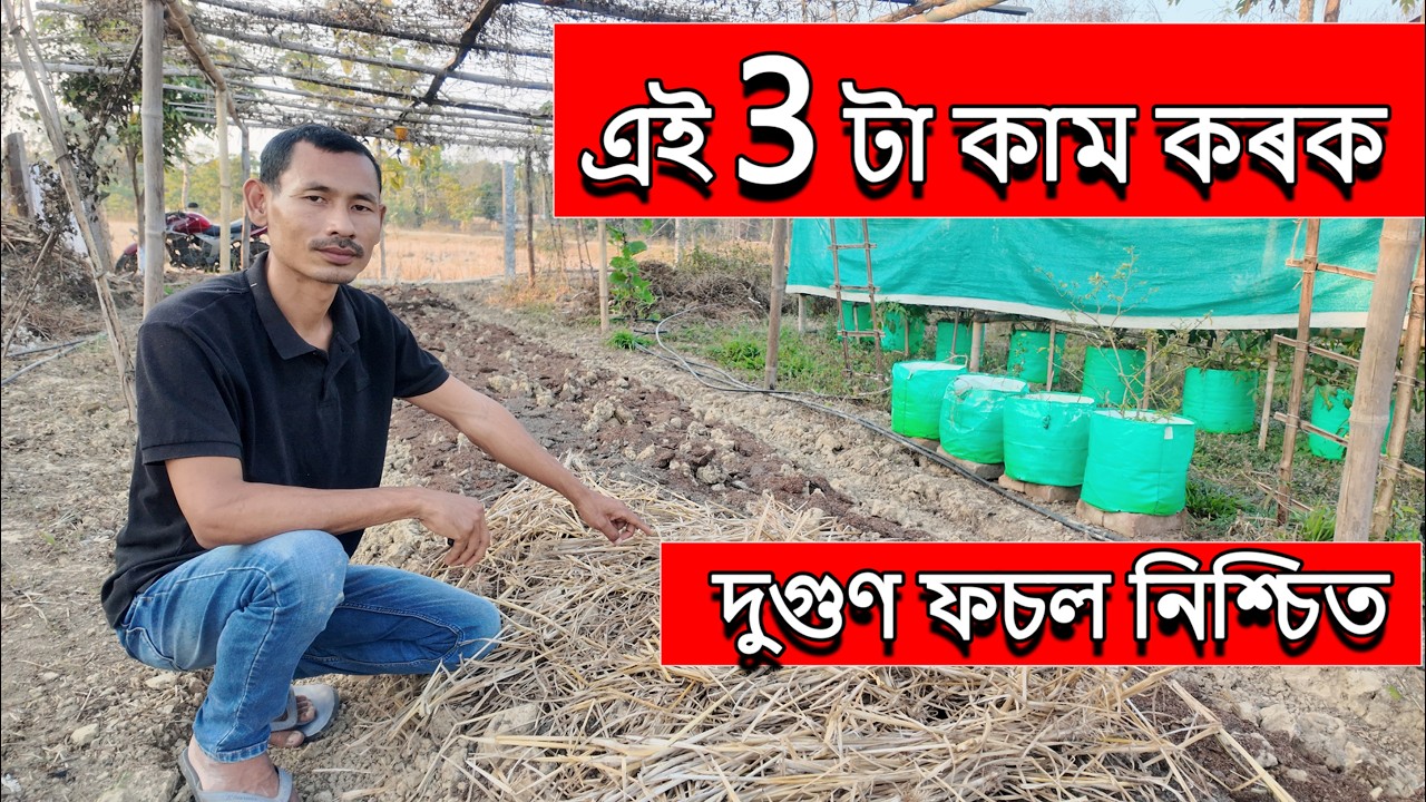 অধিক ফচল পাবলৈ মাটি কেনেকৈ প্ৰস্তুত কৰিব ? How to Prepare Your Garden Beds for a Bumper Harvest