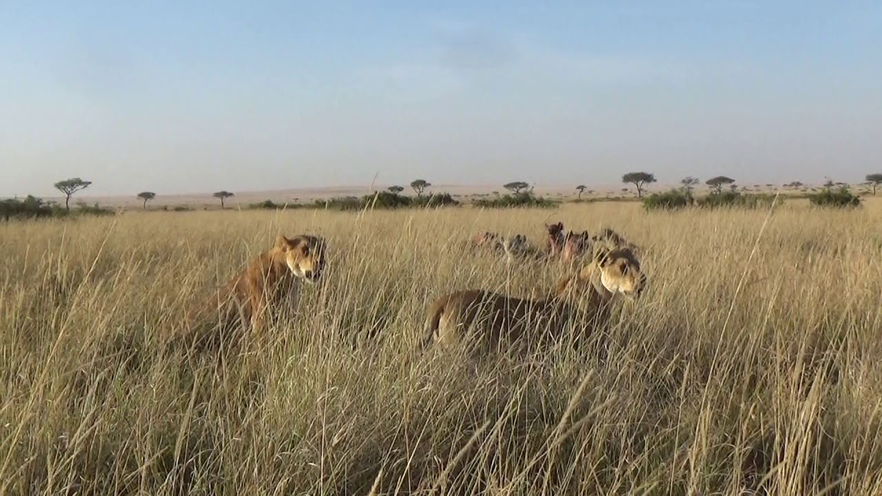 Lionesses fight a clan of spotted hyenas