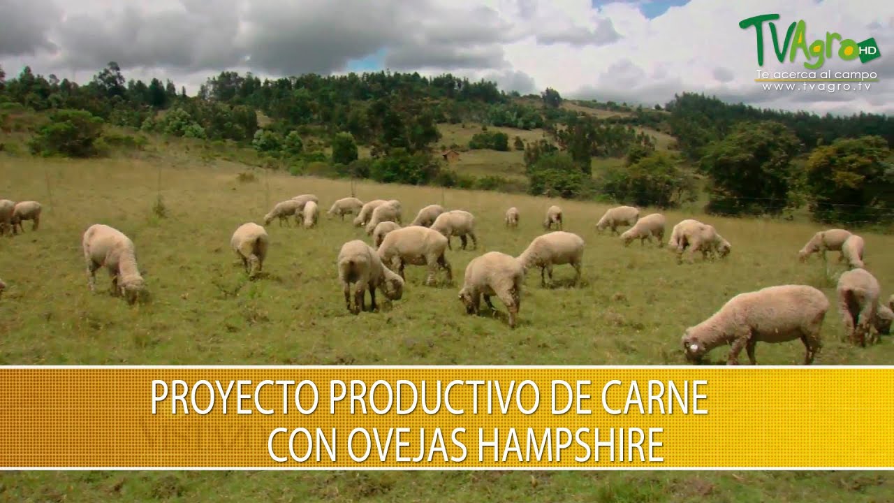 Proyecto Productivo de Carne con Ovejas Hampshire- TvAgro por Juan Gonzalo Angel Restrepo