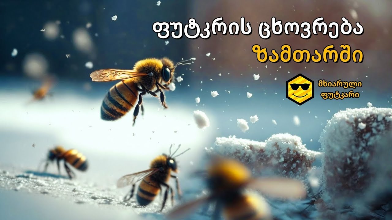 ფუტკრის ცხოვრება ზამთარში