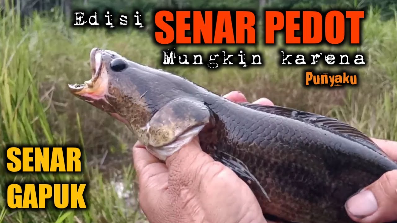 MANCING IKAN BUJUK // IKAN KIHUNG