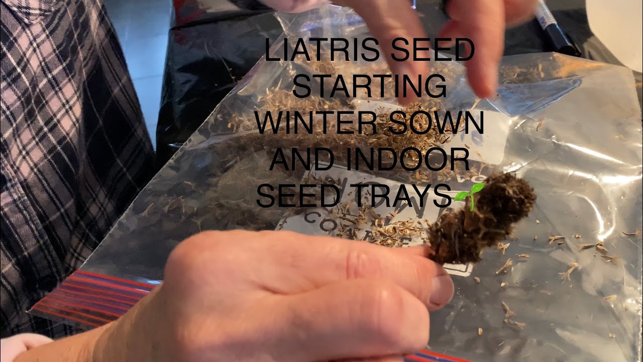 LIATRIS SEED STARTING USING WINTER SOWING METHOD AND INDOOR TRAY ON HEAT MAT AND LIGHTS🌱
