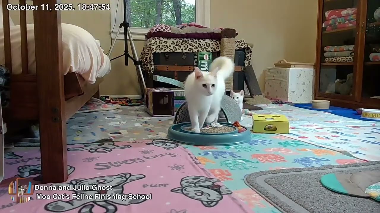 Moo Cat's Feline Finishing School - Ghosts Play in the Tunnel
