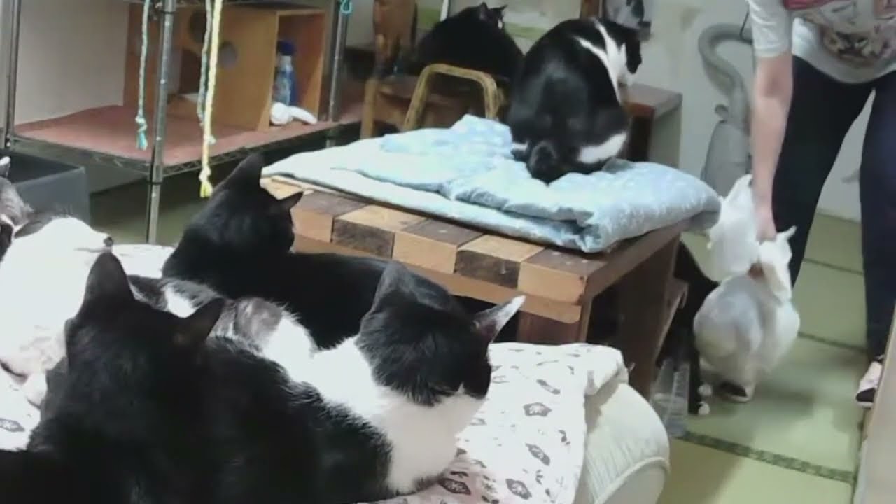 チニくんの脱走？