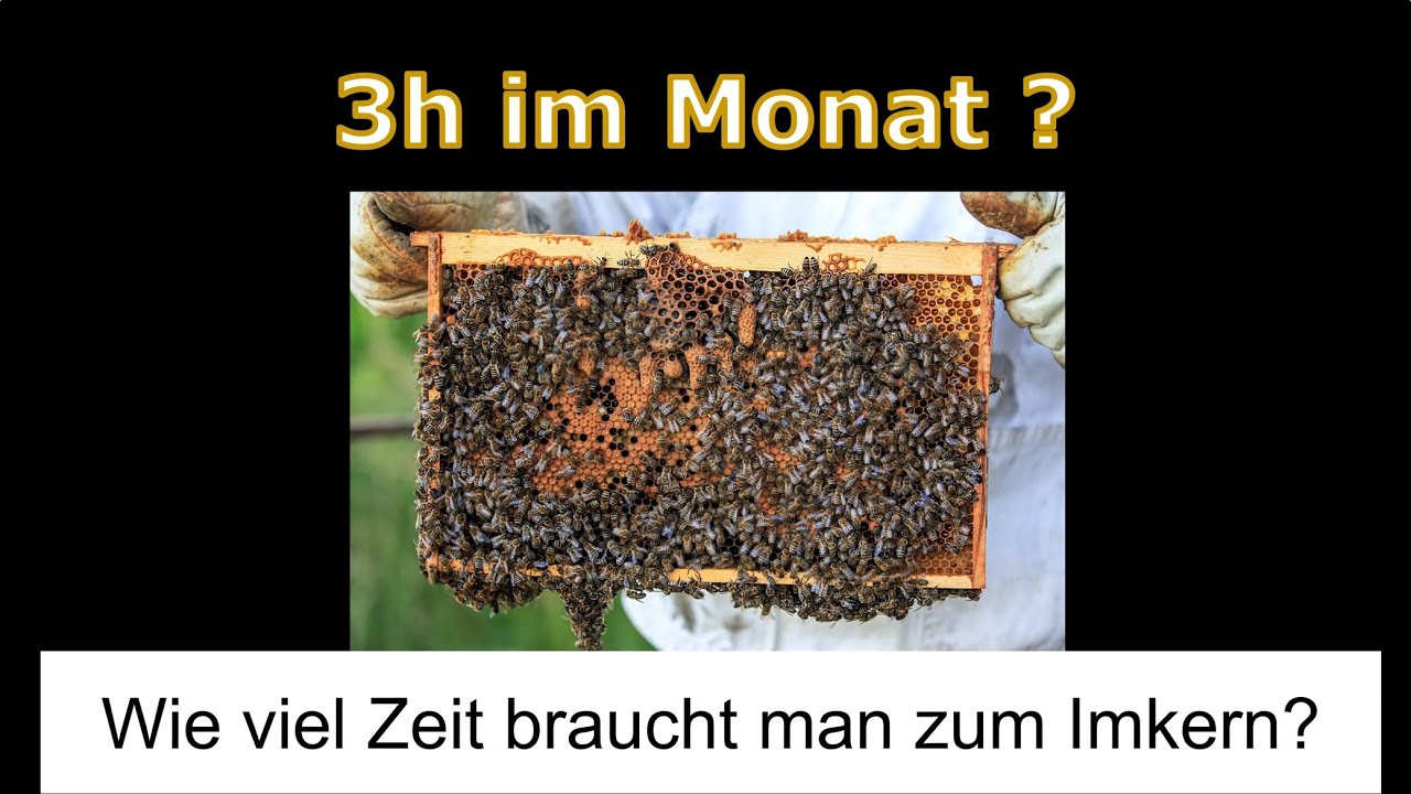 Zeitaufwand Bienenhaltung | Honigbienen | Wie viel Zeit braucht man zum Imkern | f&uuml;r Bienen | Honig
