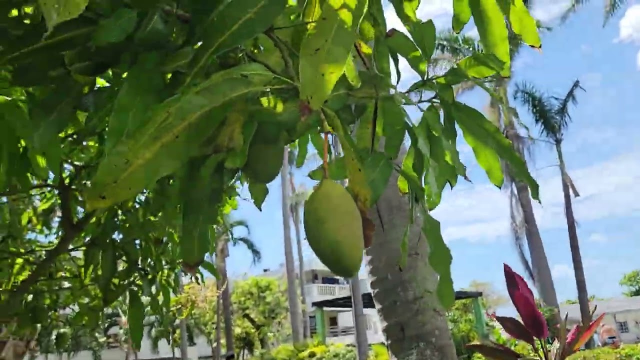 Fresh mangos in Jamaica