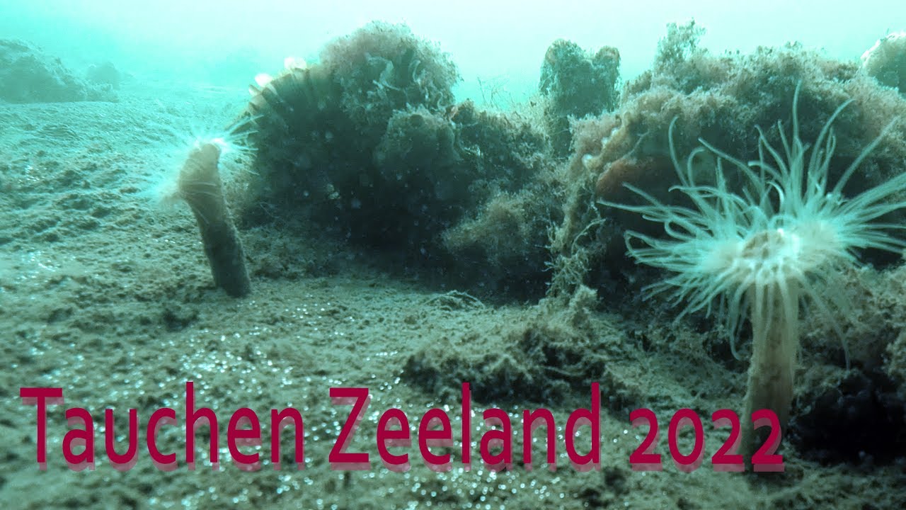 Tauchen in Zeeland -Mai 2022-