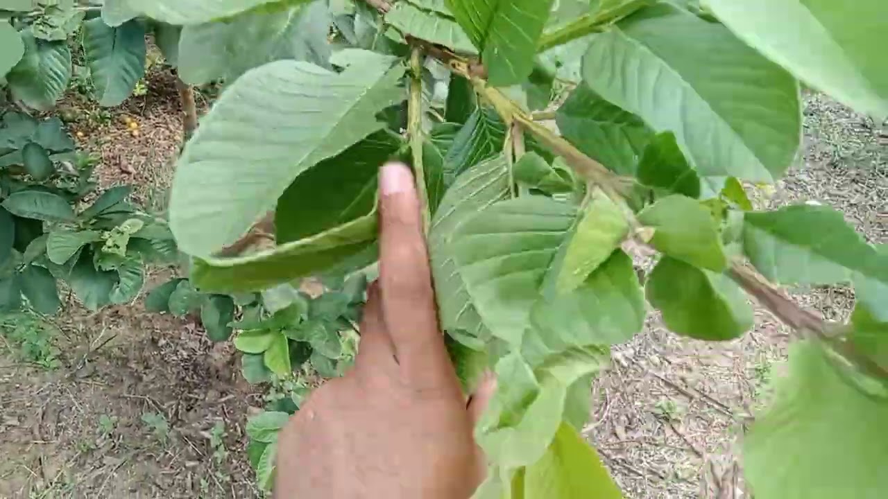 Perawatan Jambu Kristal Merah / Hong Pause