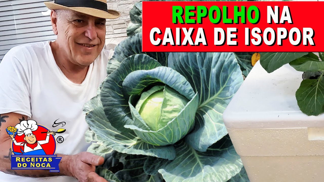 REPOLHO SAUDÁVEL PLANTADO DENTRO DE CASA AUTO IRRIGÁVEL NA CAIXA DE ISOPOR @canalreceitasdonoca