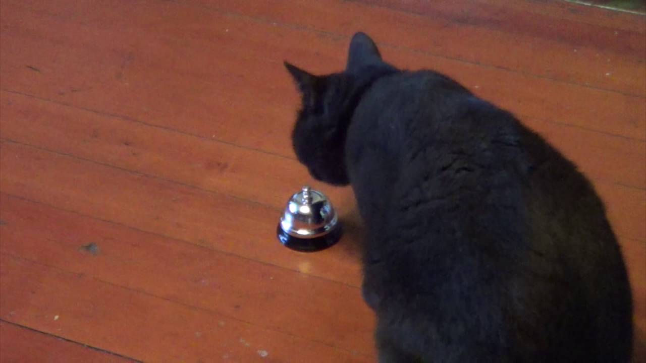 Cat Training: Shaping Ring Service Bell