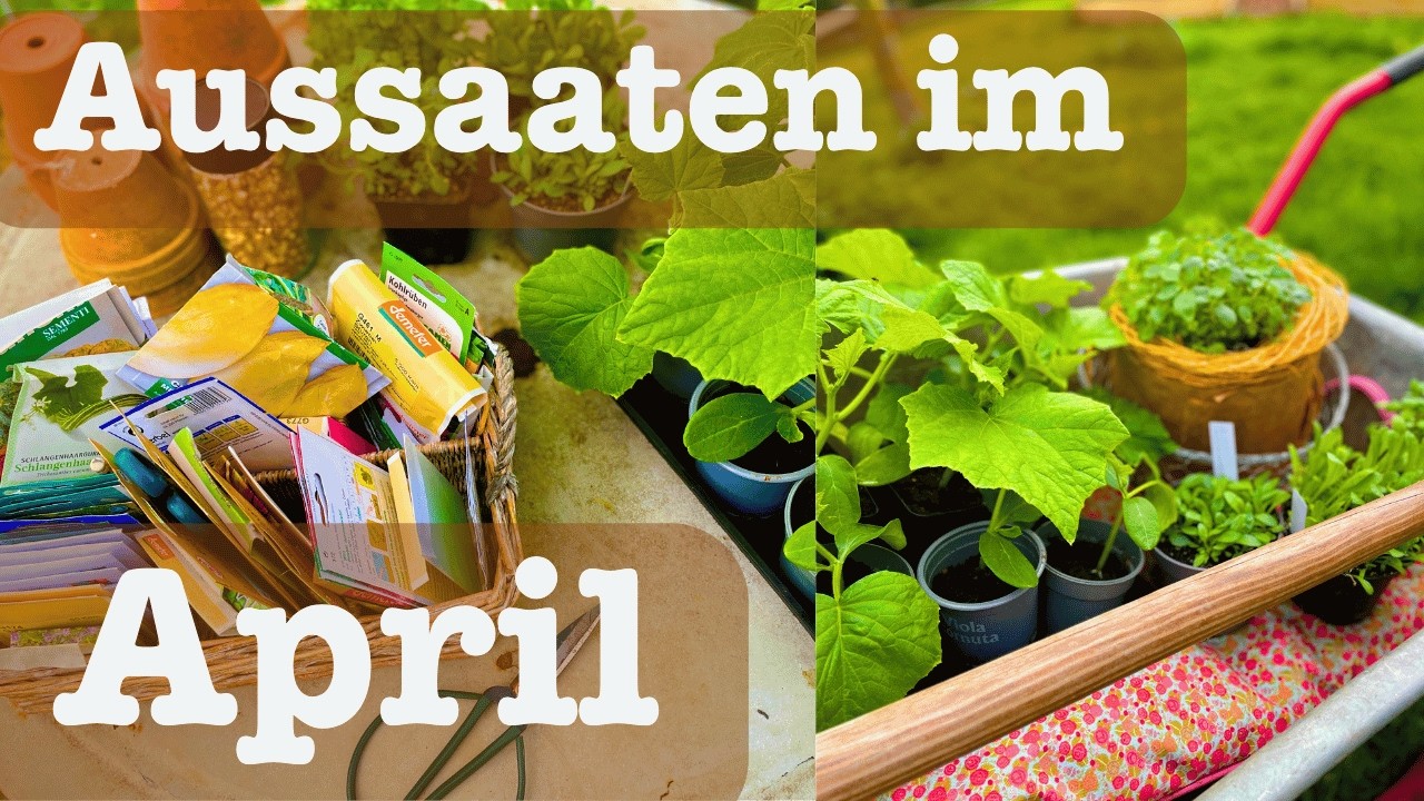 🥦 Aussaaten im April 🥬🥕 Wann ist die beste Zeit und die beste Temperatur f&uuml;r die  Aussaat 🥒