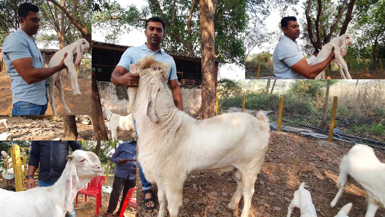 Hansa Breeding Setup Exclusive Results | Hira Goat Farm Panvel.