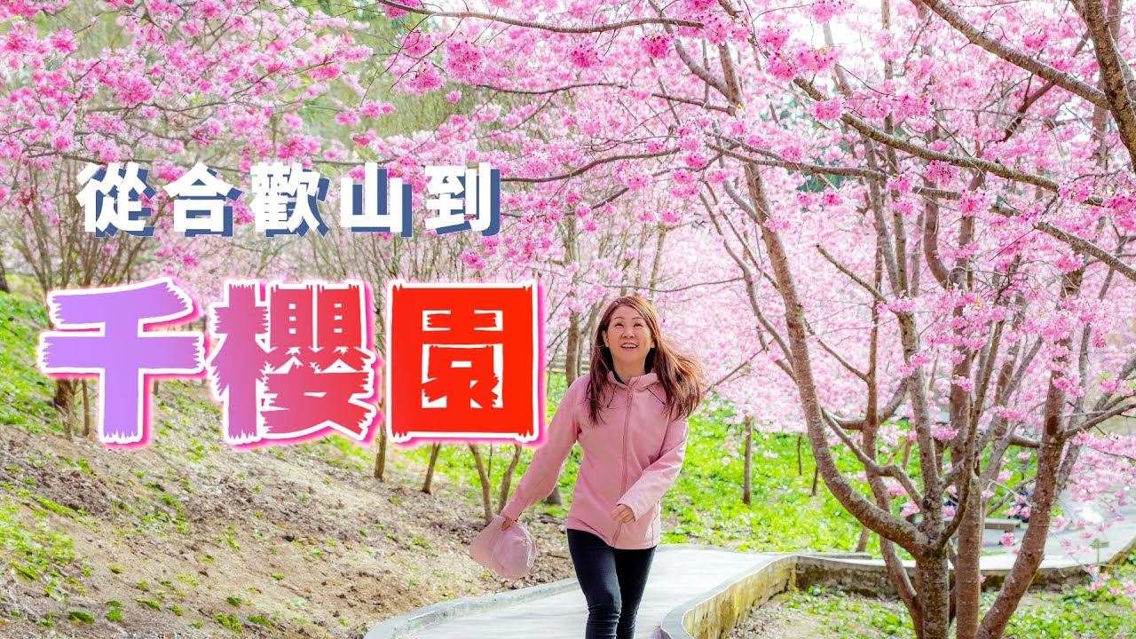 『合歡山到梨山路況』最後去櫻花盛開的『千櫻園』