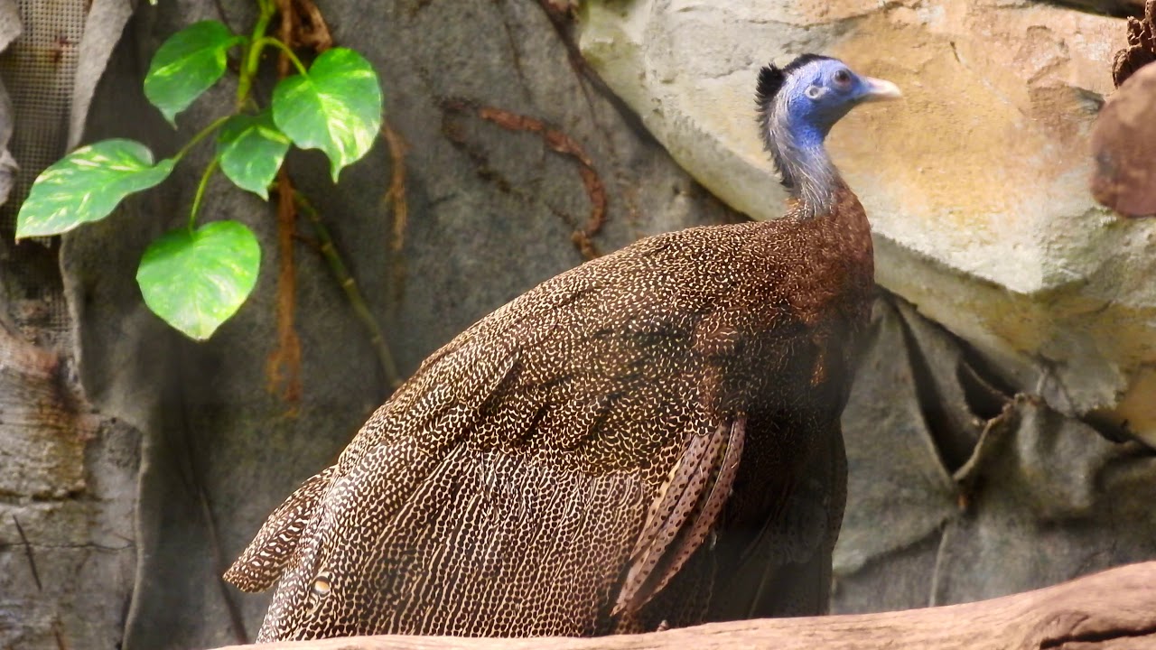 Great Argus♂