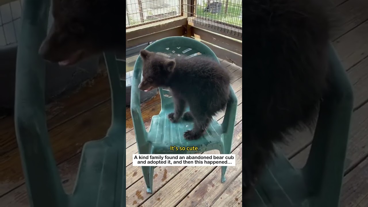 Rescue a bear cub #lovestory #animals #wildliferescue #cute #wildlife #rescue#bear #love #bearcub