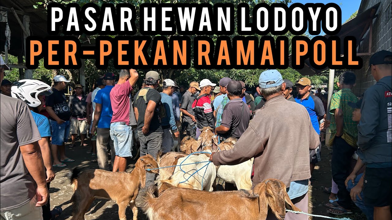Update Harga Kambing hari ini di Pasar Hewan Lodoyo-Blitar. Senin, 16 Maret 2026.