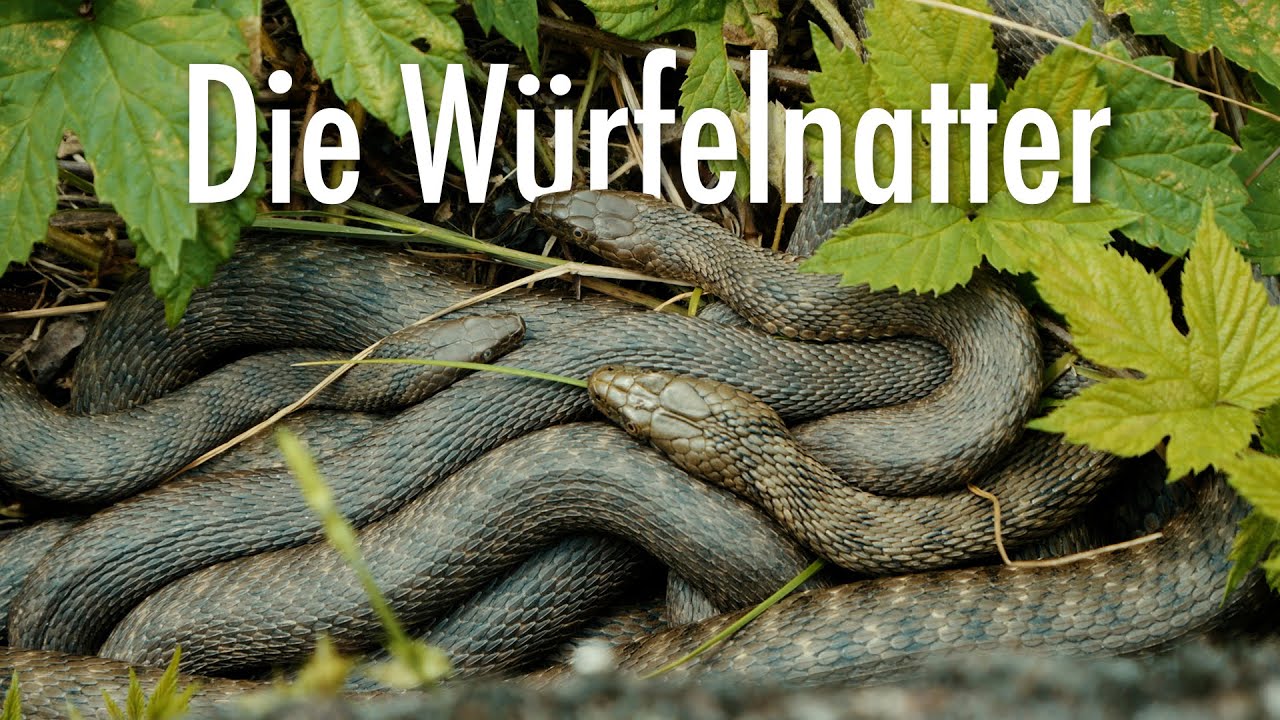 Die Würfelnatter - Deutschlands bedrohteste Schlange | Doku