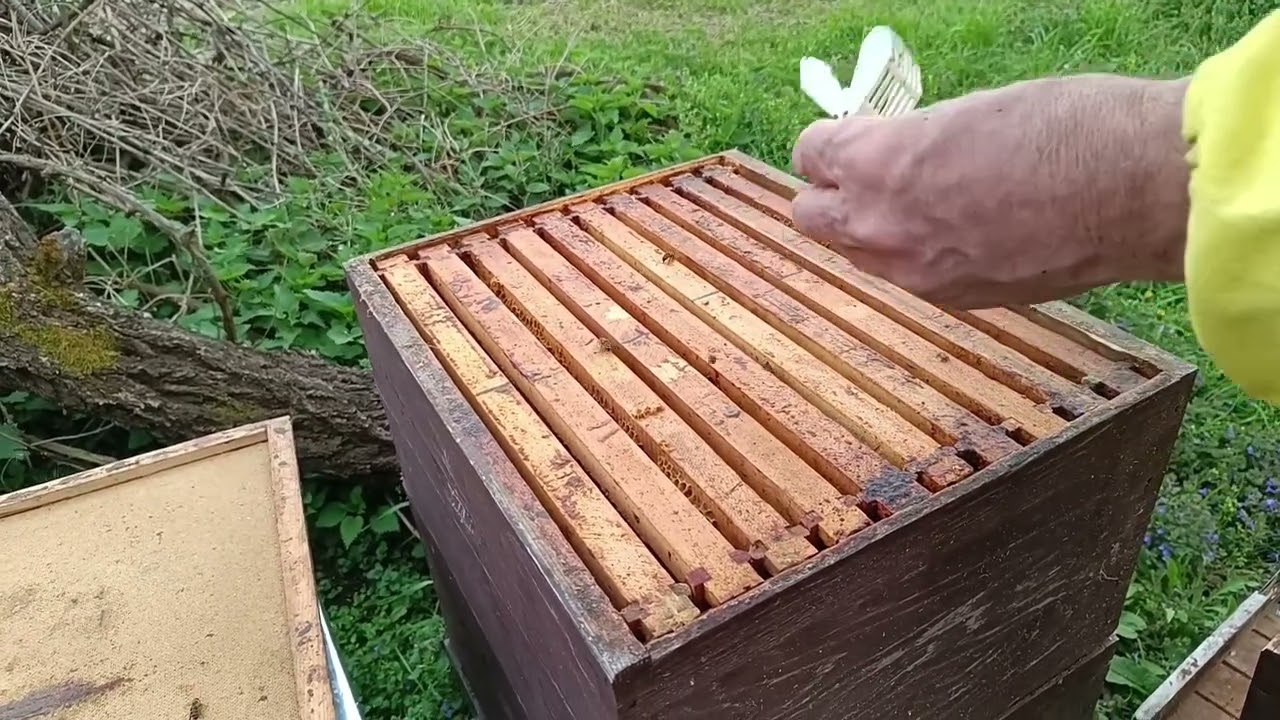 Drugi zahvat u plodišta i rezultat razvoja izgrađenim okvirima