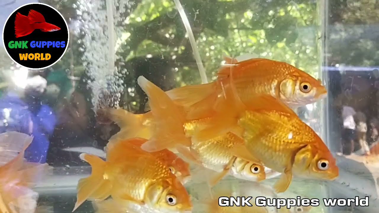 ponmalai Market review in தமிழ்/ colour fish market/ Betta,gold, Shark,tank and accessories