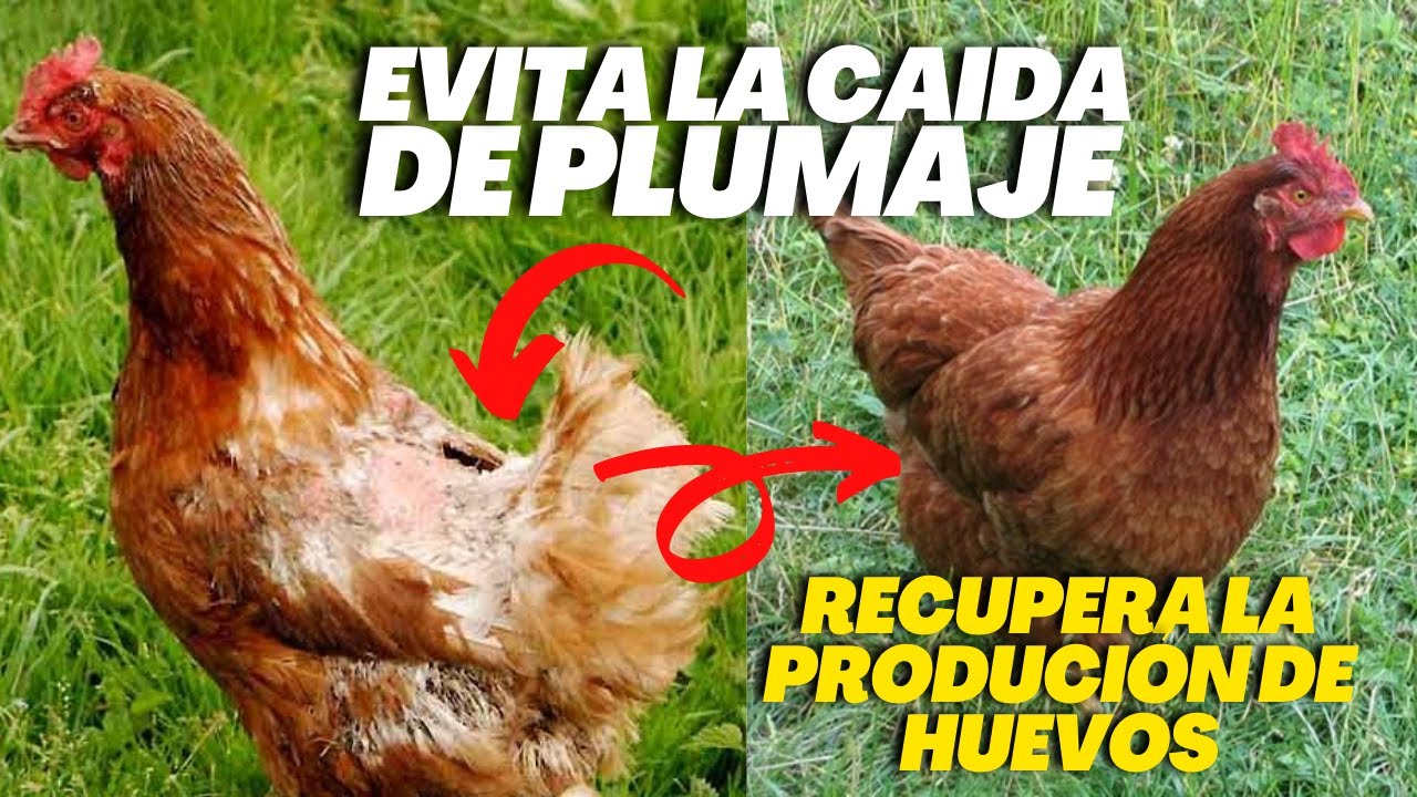 🐔 COMO EVITAR la CAÍDA de PLUMAS en NUESTRAS AVES, RECUPERAR PLUMAJE y POSTURA en GALLINAS