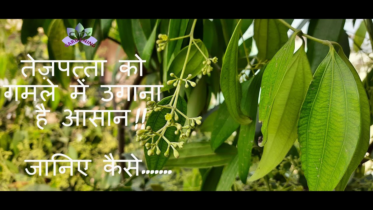 How to grow Bay Leaf/ Tej Patta in a pot? Add this herb/ spice plant to your garden.