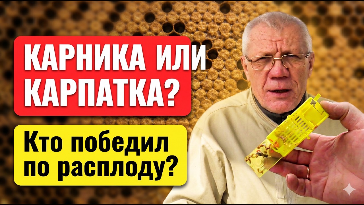 Какая пчела лучше? Карника или Карпатка. Первые впечатления.