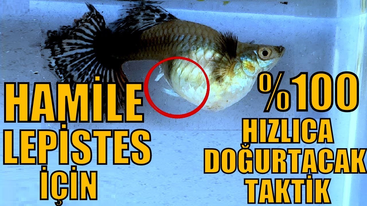 HAMİLE LEPİSTESİN DOĞURMASI İÇİN %100 TAKTİK!