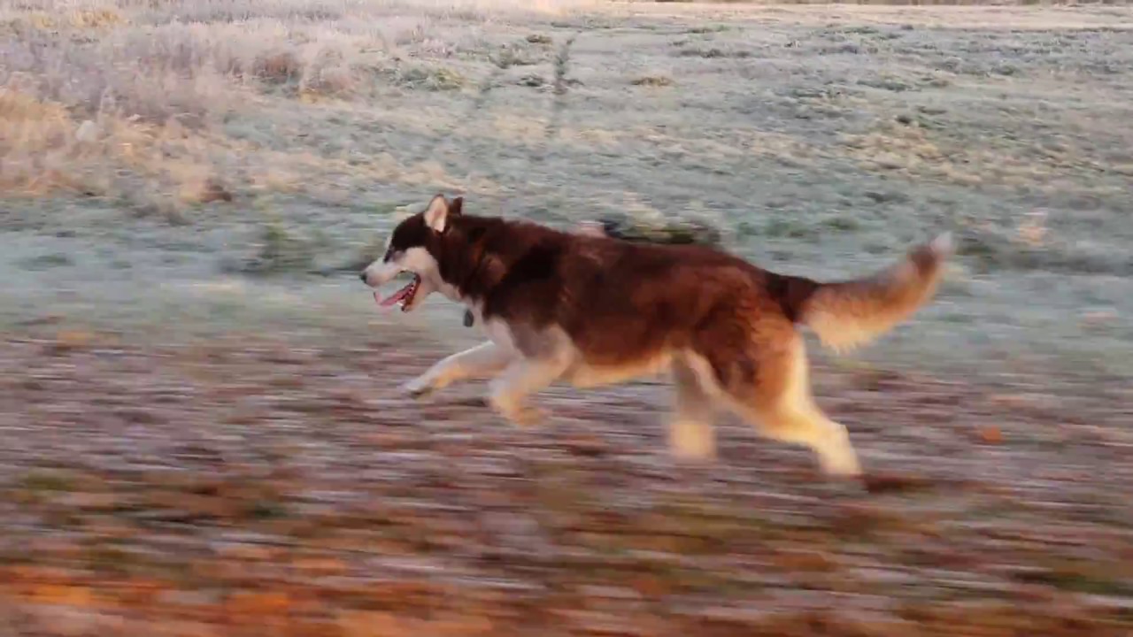 Husky running full speed 40km/h