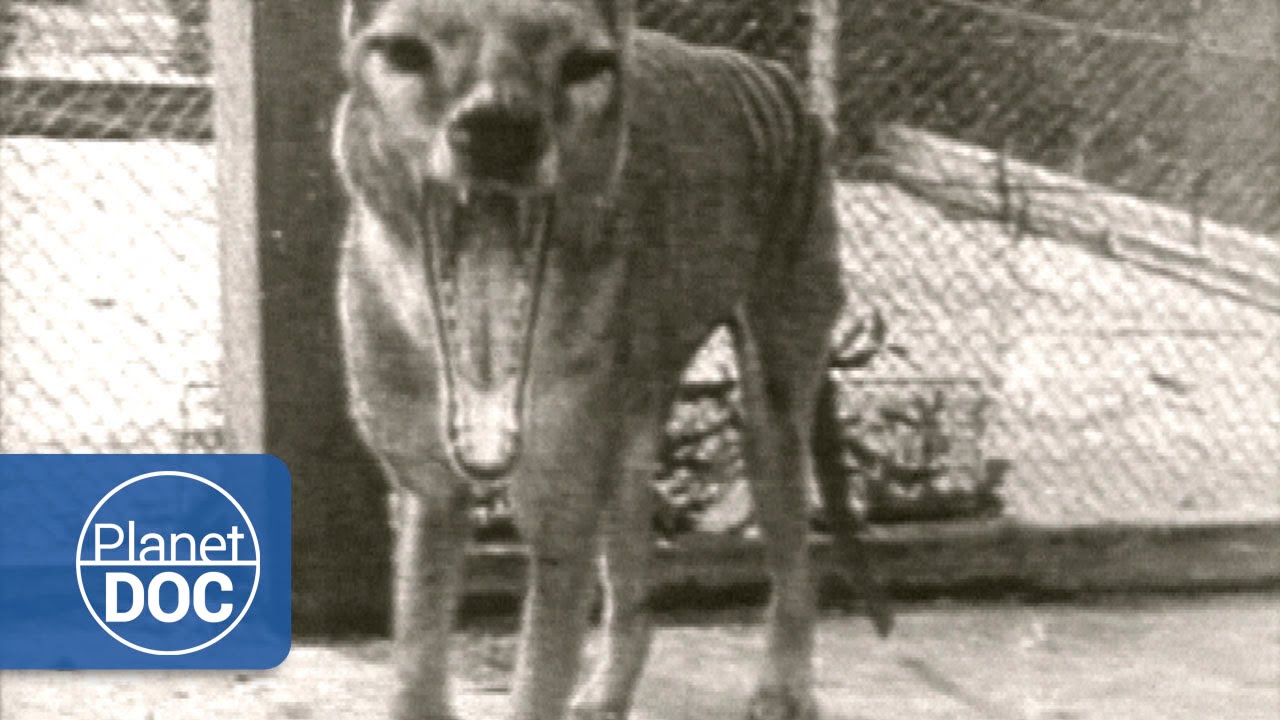 Tasmanian Tiger | Thylacine