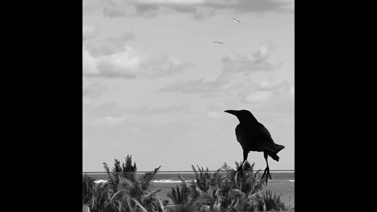The Strange Situation #downtempo #triphop #acid #90bpm @telepathic.instruments #orchid