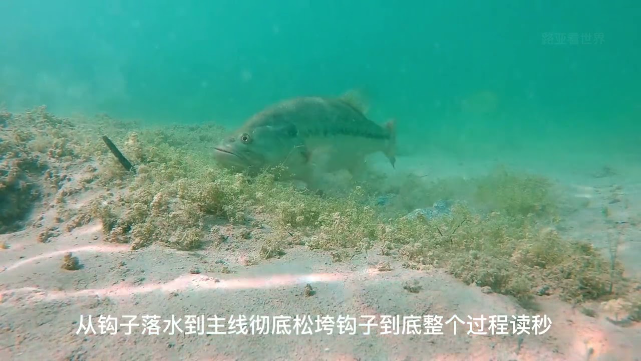 路亚铅头钩操作手法 教你如何玩转铅头钩，铅头钩水下中鱼