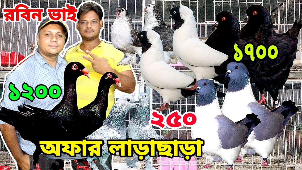 ২৫০ টাকা পিস রবিন ভাইয়ের অফার লারাছারা দেখুন কিং কবুতর সিরাজি গিরিবাজ সাটিং ড্যানিশ কবুতর